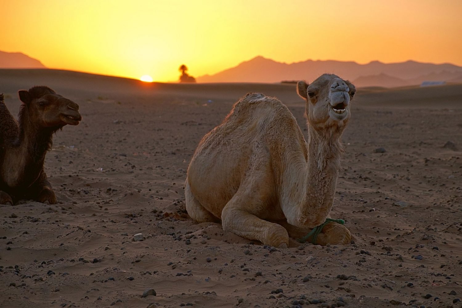 el-desierto-de-zagoura-desde-marrakech